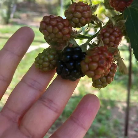 Casa Marcella דירה *