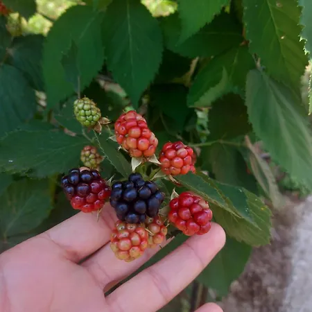 Casa Marcella דירה לה ספציה