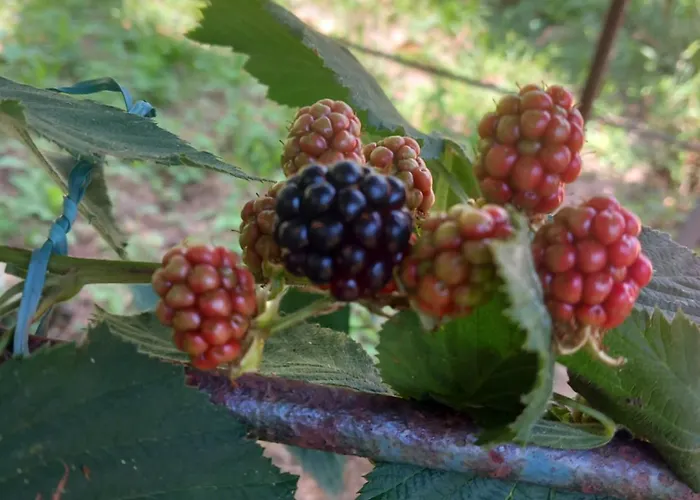 Апартаменты Casa Marcella