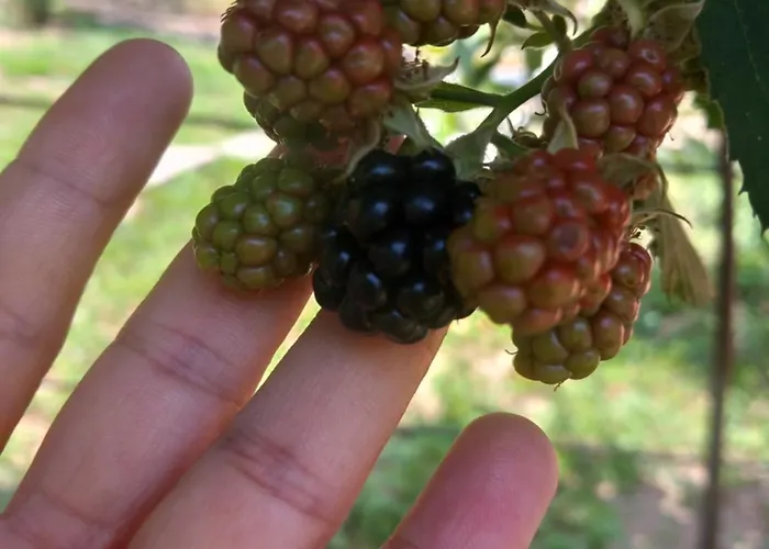 Casa Marcella Апартаменты *